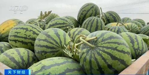 吃瓜香的网红有哪些  第3张